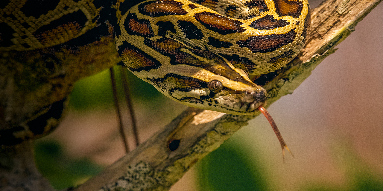 Invasive Species at US National Parks